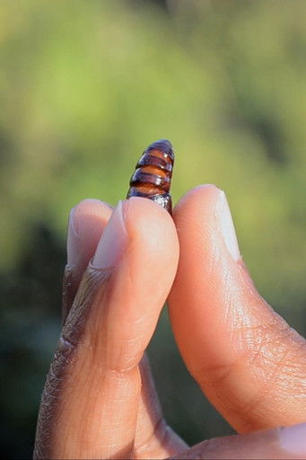 Toli Toli documentary poster