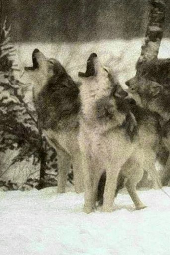 Wolf documentary poster