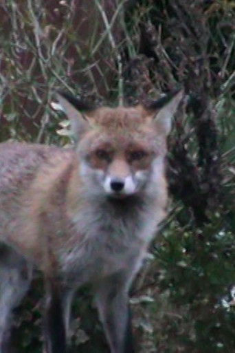 Cascas documentary poster