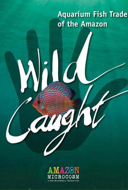 Wild Caught: Aquarium Fish Trade of the Amazon documentary poster