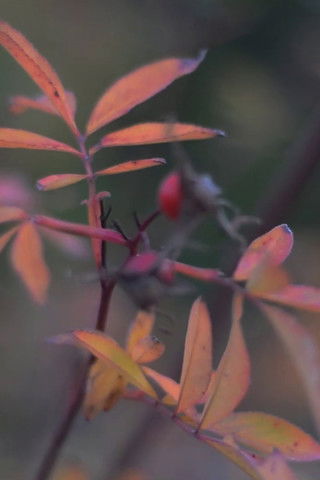 Ecoterrorismo documentary poster