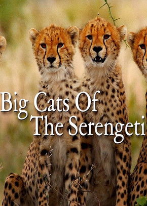 Big Cats of the Serengeti documentary poster