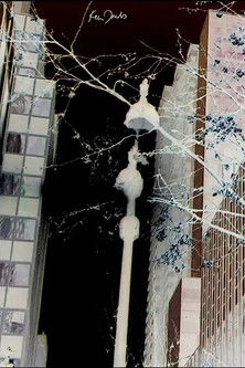 City Foliage documentary poster