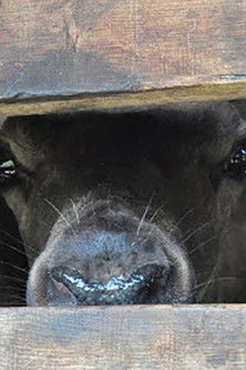 The Season When Velvet Antlers Get Ripe documentary poster