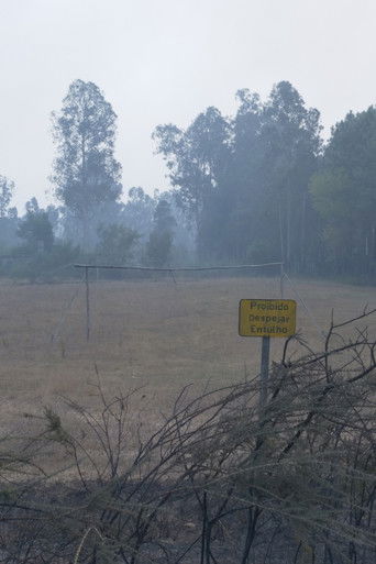 O Que Farei Quando Tudo Arde documentary poster