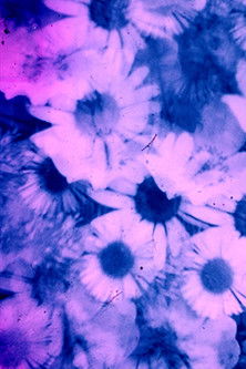 Petal to the Metal documentary poster