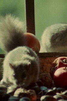 Dormouse documentary poster