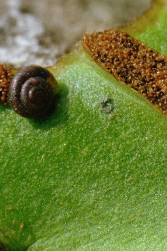 The Girl Who Forgets How to Walk documentary poster