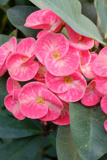 Storage of Landscape documentary poster