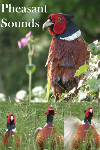 Pheasant Sounds documentary poster