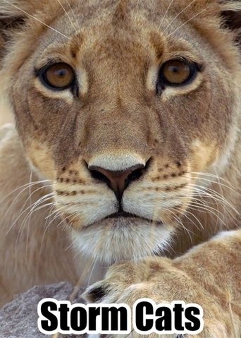 Storm Cats documentary poster